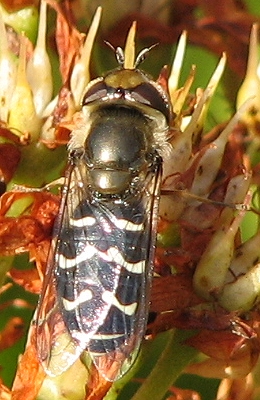 Syrphid Fly