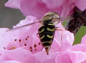 Syrphid Fly