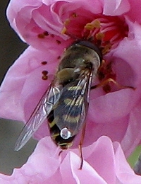 Syrphid Fly