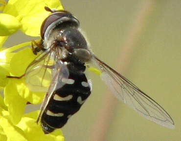 Syrphid Fly