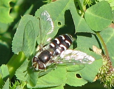 Syrphid Fly