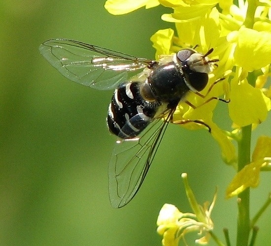 Syrphid Fly