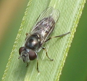 Syrphid Fly