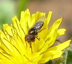 Syrphid Fly