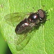 Syrphid Fly