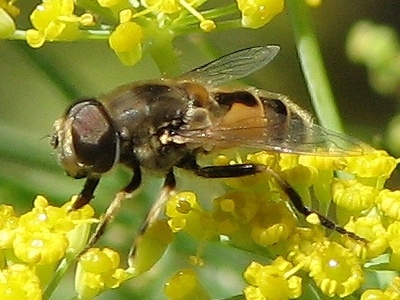 Syrphid Fly