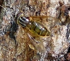 Syrphid Fly