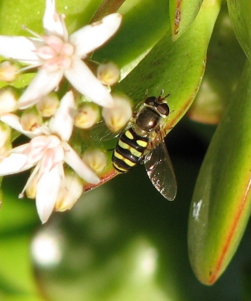 Syrphid Fly