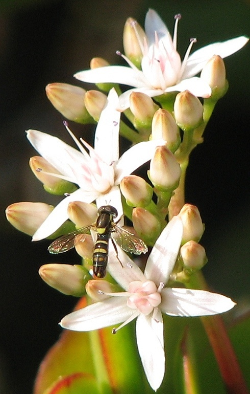 Syrphid Fly