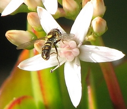 Syrphid Fly