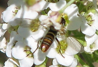 Syrphid Fly