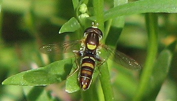 Syrphid Fly