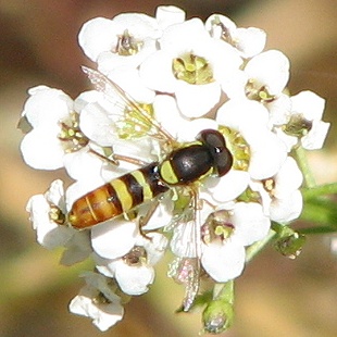 Syrphid Fly