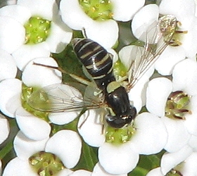 Syrphid Fly