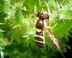 Syrphid Fly