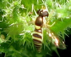 Syrphid Fly