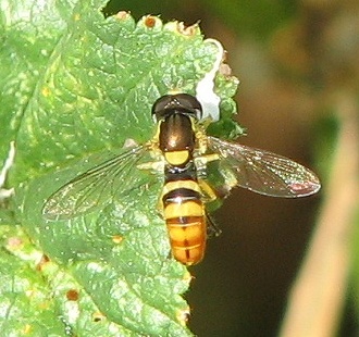 Syrphid Fly