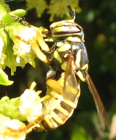 Syrphid Fly