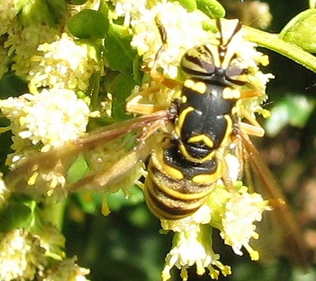 Syrphid Fly