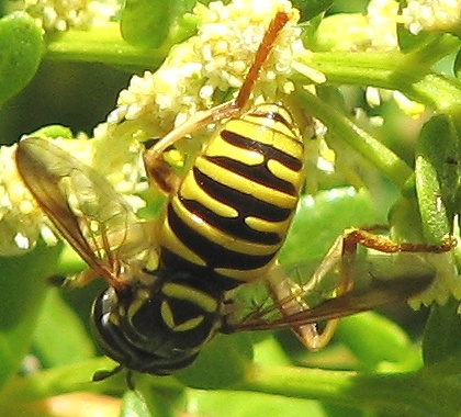 Syrphid Fly