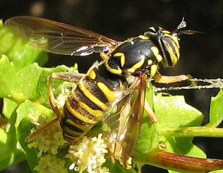 Syrphid Fly