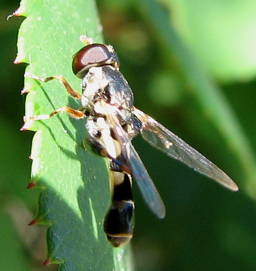 Syrphid Fly