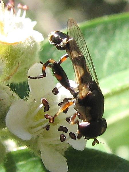 Syrphid Fly