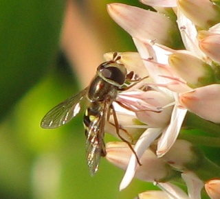 Syrphid Fly