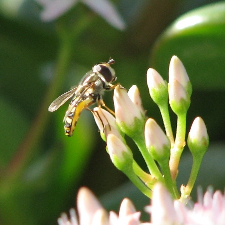 Syrphid Fly