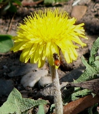 Syrphid Fly