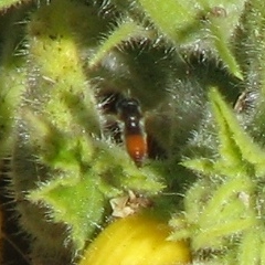 Syrphid Fly