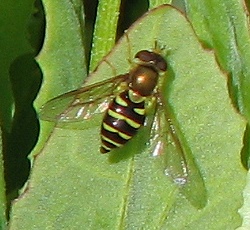 Syrphid Fly