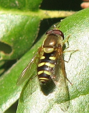 Syrphid Fly