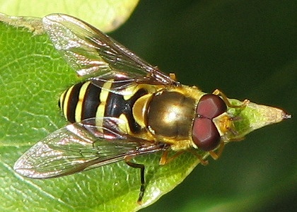 Syrphid Fly