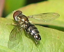 Syrphid Fly