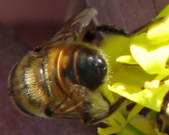 Syrphid Fly