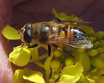 Syrphid Fly