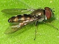 Platycheirus obscurus