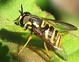 Chrysotoxum