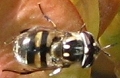 Copestylum marginatum