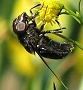 Copestylum mexicanum