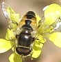 Eristalis arbustorum