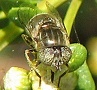 Eristalinus aeneus