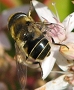 Eristalis hirtus