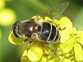 Eristalis