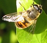 Eristalis tenax