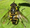 Myathropa florea