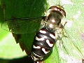 Scaeva pyrastri