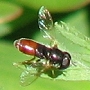 Paragus haemorrhous