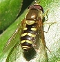 Syrphus opinator